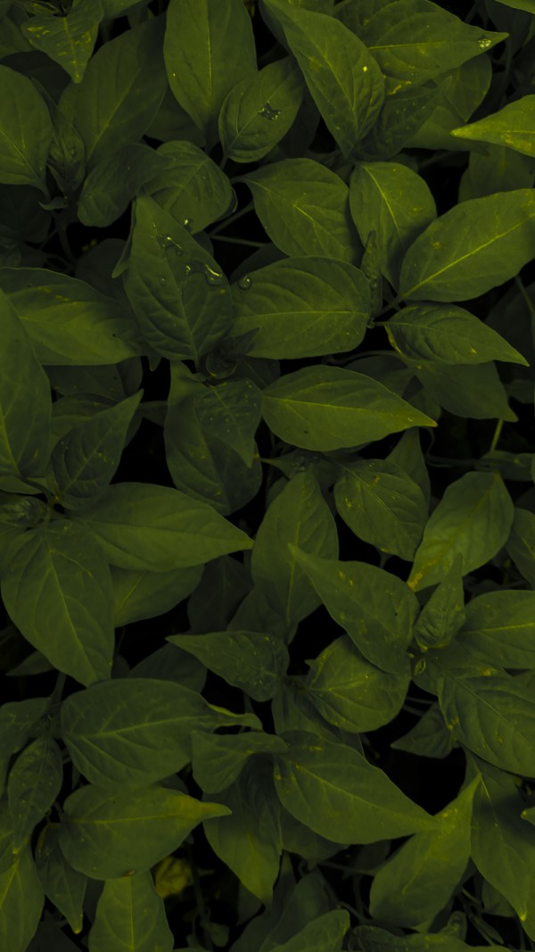 I am edit a photo, video. My editing application is Adobe Lightroom. I am proud .