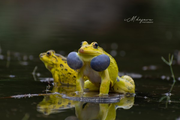 Photography editor