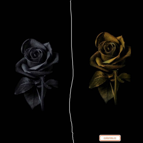 Data entry, article writing , colorise black photo