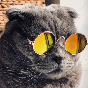 Rohit Thange-Freelancer in Mumbai,India