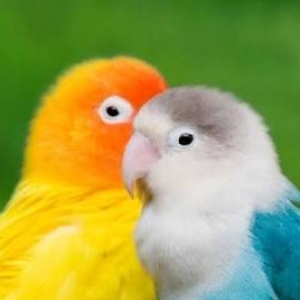 Deepti R-Freelancer in ,India