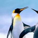 Rachulapalli Geetha-Freelancer in Hyderabad,India