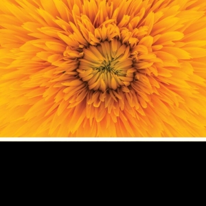 Rojan Thomas-Freelancer in Alakode,India