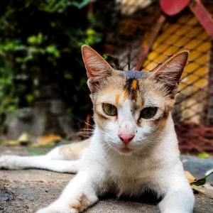 Deep Halder-Freelancer in Siliguri,India