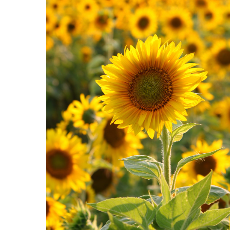 Shrijana Shrestha-Freelancer in Kathmandu,Nepal