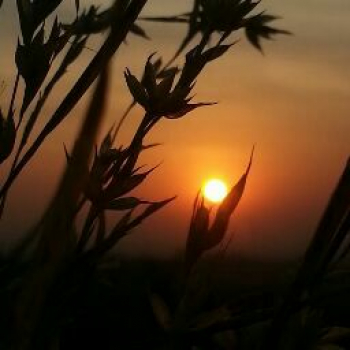 Vaishnavi Nevase-Freelancer in Phaltan,India