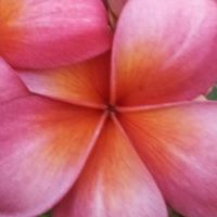 Viviane Kohper-Freelancer in guam,Holy See (Vatican City State)