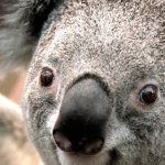 Fight2freedom-Freelancer in Delhi,India