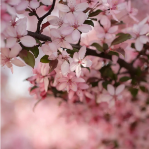 Arindam Basu-Freelancer in Mohali,India