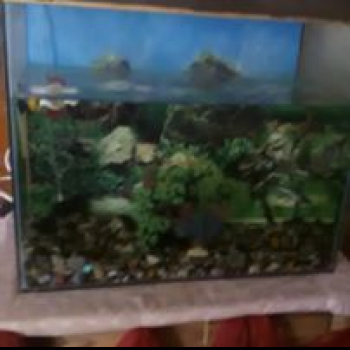 Shohan Siam-Freelancer in Dhaka,Bangladesh