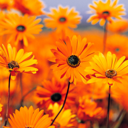 Sujeet Chaurasiya-Freelancer in Alawalpur,India