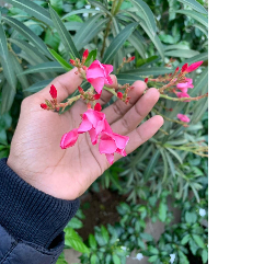 Hyma Lalu-Freelancer in Chittoor,India