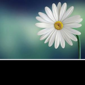 Aishwarya Chougule-Freelancer in ,India