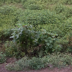 Sachin Shrivastava-Freelancer in New Delhi,India