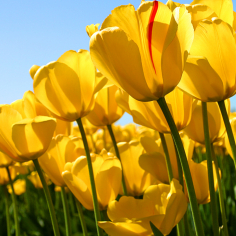 Sekhar Reddy-Freelancer in Hyderabad,India