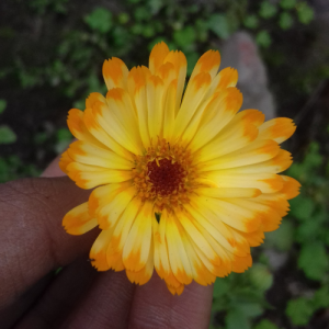 Piyush Sureka-Freelancer in ,India