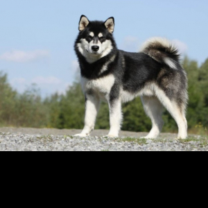 Anurag Krishna-Freelancer in Mumbai,India