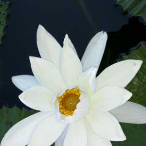 Nandini K-Freelancer in Bengaluru,India