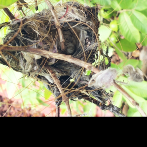 Sahil Gusaii-Freelancer in ,India