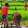 भारतीय किसान संघ जय जवान जय किसान Bks-Freelancer in Surai,India