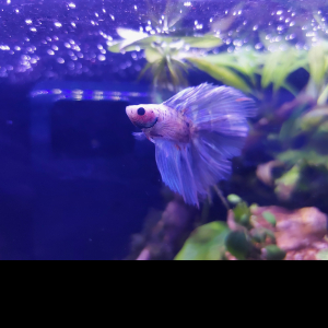 Atanu Das-Freelancer in ,India