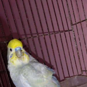 Navin Nawar-Freelancer in Chittagong,Bangladesh