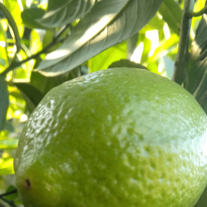 Pervej Hasan-Freelancer in Dhaka,Bangladesh