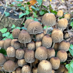 Asdgrl-Freelancer in Van,Turkey