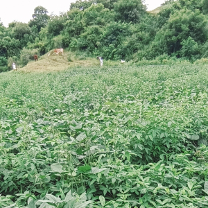 Pavan Mehetre-Freelancer in ,India