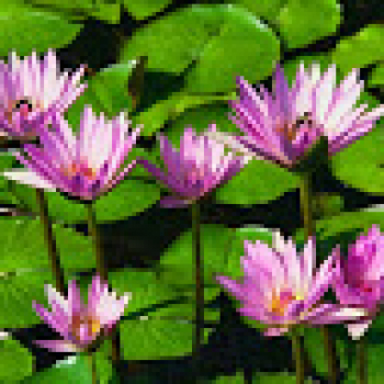 Nityanand Sumant Bhadra-Freelancer in RANCHI,India