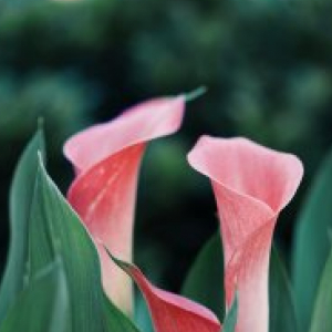 Trupti N-Freelancer in ,India