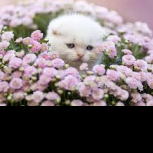 Data Master-Freelancer in Lahore,Pakistan