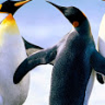 Udaykumar-Freelancer in Ahmedabad,India