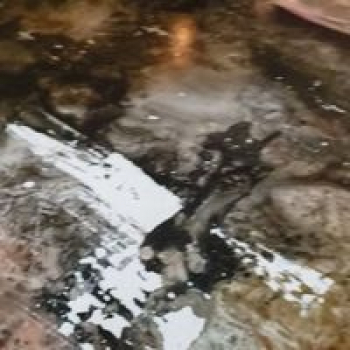 Angel Wanous-Freelancer in Watford City,USA