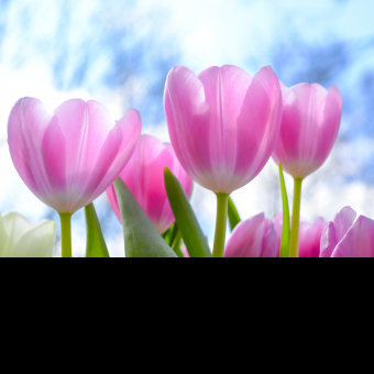 Prakash Halder-Freelancer in ,India