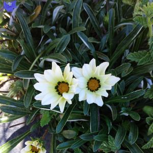 Juliet Jeruto-Freelancer in ,Kenya