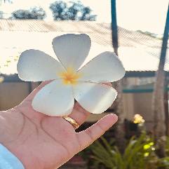 D L-Freelancer in city,Philippines