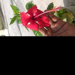 Mythili Chandrasekar-Freelancer in Chennai,India