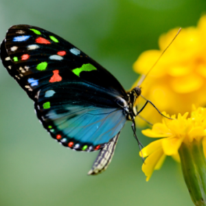 Chanie-Freelancer in Wendover,Canada