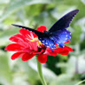 Radha Pantavane-Freelancer in Indore,India