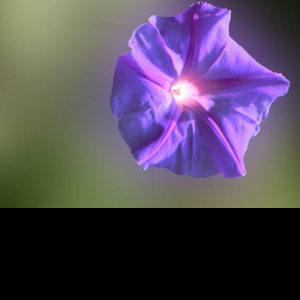 Tahseen Rasheed-Freelancer in Lahore,Pakistan