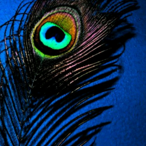 Ritika K-Freelancer in ,India