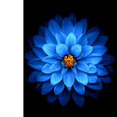 Vinodhini A-Freelancer in Kuppam,India