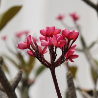 Lutt S-Freelancer in Manjeri,India