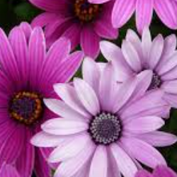 Dulakshi Nawodya-Freelancer in Colombo,Sri Lanka