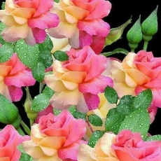 Hafiz Mukhtiar-Freelancer in Rawalpindi,Pakistan