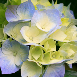 Mzed Shop-Freelancer in usa,Algeria