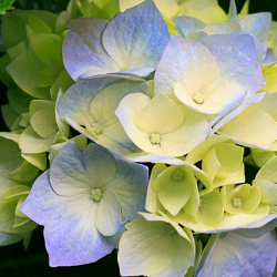 Rasangi Weerasinghe-Freelancer in colombo,Sri Lanka