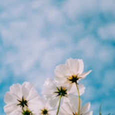 Tanaya Samdurkar-Freelancer in Alibag,India