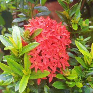 Rimza Ilyas-Freelancer in Kandy,Sri Lanka